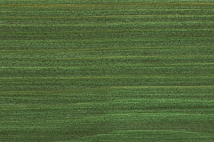 Osmo 729 zielen choinkowa